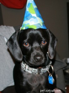 애완동물 생일 파티 – 가장 친한 친구의 특별한 날 축하