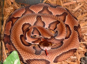 Štěkání a kousnutí – Setkání s domácími mazlíčky a hady
