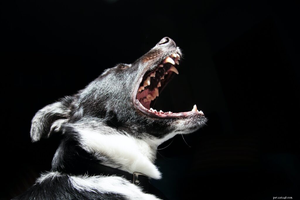 Поддержание и уход за зубами собак