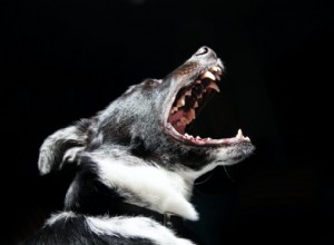 Поддержание и уход за зубами собак