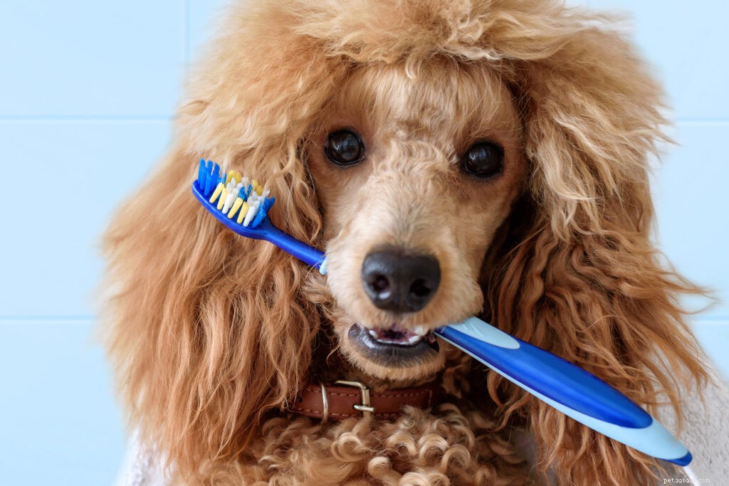 Maintenance et soins dentaires pour chiens