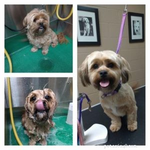 Puppy’s First Grooming – Groomer’s Corner