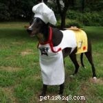요리, 식품 및 애완동물 안전
