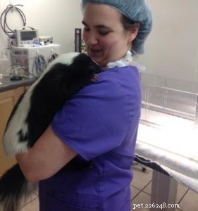 Vad gör en veterinärtekniker?