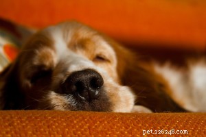 Hundfakta:7 saker du kanske inte vet om din hundkamrat