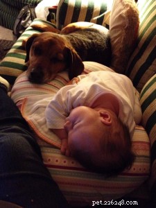 Honden en baby s:tips om uw huisdier kennis te laten maken met uw pasgeborene
