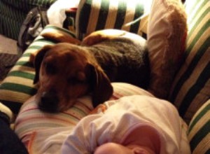 Cães e bebês:dicas para apresentar seu animal de estimação ao seu recém-nascido