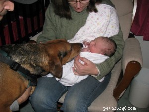 Собаки и дети:советы по знакомству вашего питомца с новорожденным