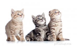 Kat leren spreken:wat het gedrag van uw kitten u probeert te vertellen