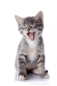 Imparare a parlare con il gatto:cosa sta cercando di dirti il ​​comportamento del tuo gattino