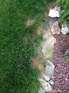 Prevence močových skvrn na trávníku:Co jsou to psí kameny a jak fungují?