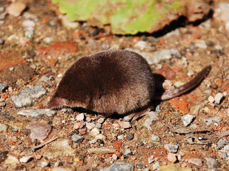 アフリカのピグミーマウスの飼育と繁殖–パート1