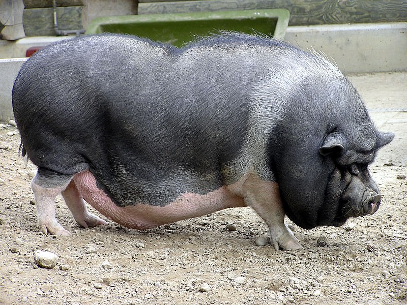 항아리 돼지 – 다른 집 애완동물