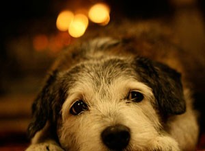 Brandsäkerhetskontroll för husdjur – hur är ditt hem jämförbart?