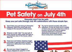 7월 4일 재미 및 불꽃놀이 – 애완동물 불안 및 안전 도움말