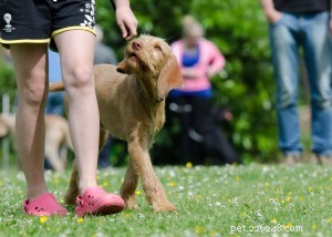 Tien tips voor een probleemloze hondentraining