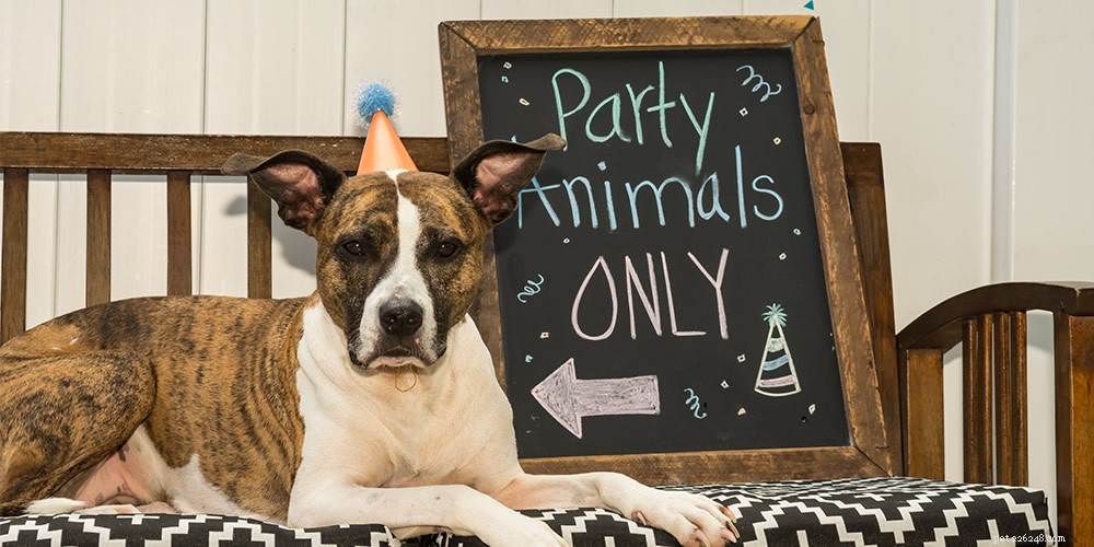 hoe geef je een verjaardagsfeestje voor je hond