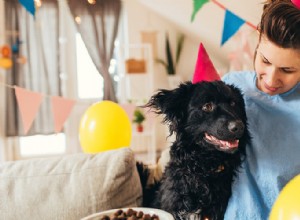как устроить вечеринку по случаю дня рождения вашей собаки