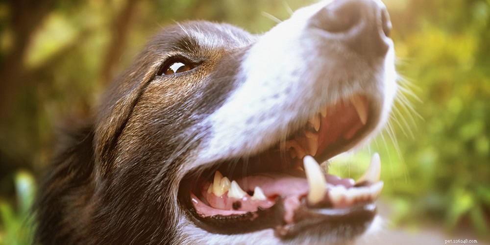 malattia dentale nei cani