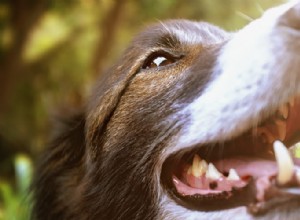 doença dentária em cães