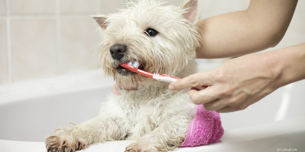 doença dentária em cães
