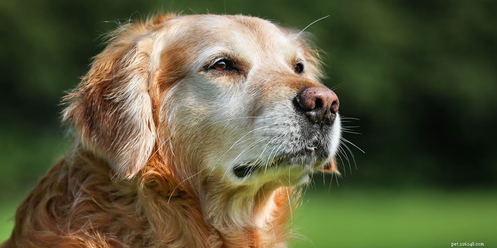 rozpoznání známek stárnutí psa