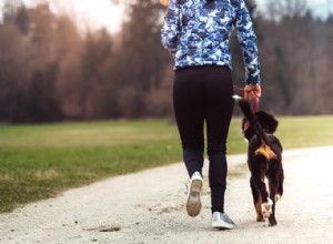 como incentivar um estilo de vida ativo para seu cão