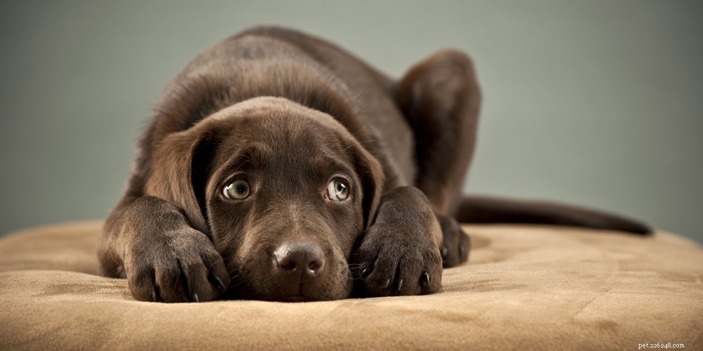 hoe angsthulpmiddelen uw hond kunnen helpen