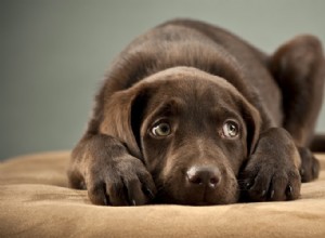 不安補助があなたの犬をどのように助けることができるか 