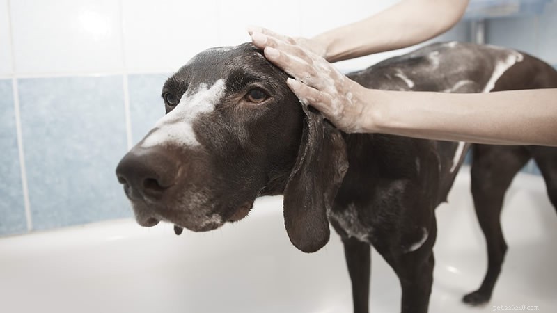 i migliori shampoo per cani per pelli sensibili