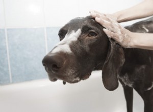 лучшие шампуни для собак для чувствительной кожи