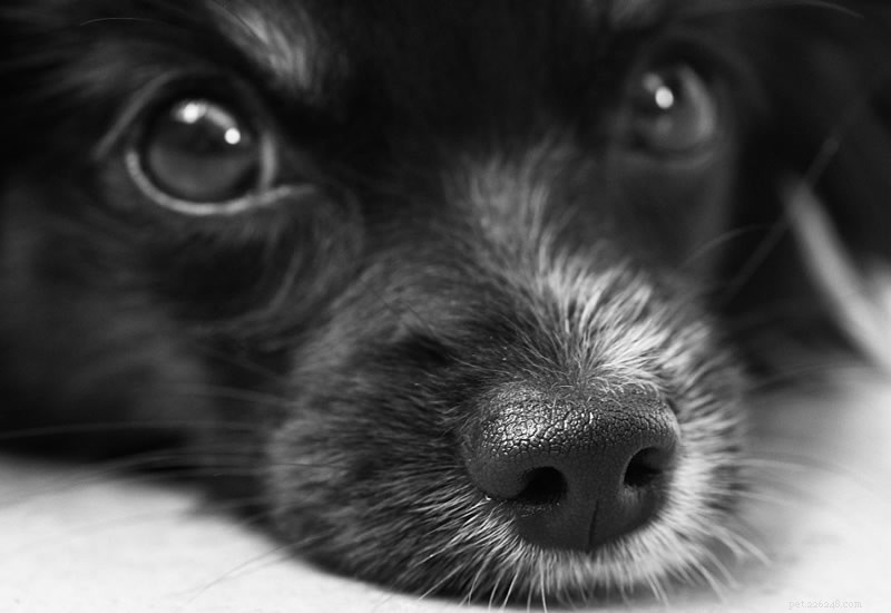 de 8 beste stimulerende interactieve hondenspeeltjes
