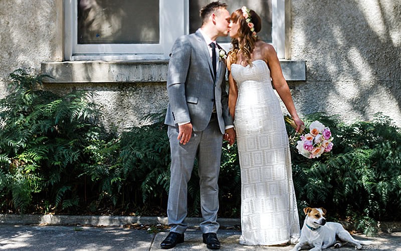 jak zapojit svého psa na vaši svatbu
