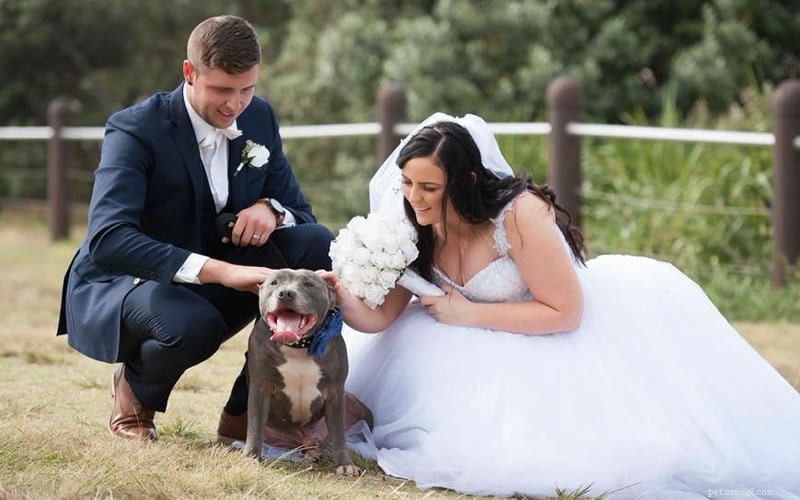 como envolver seu cachorro no casamento