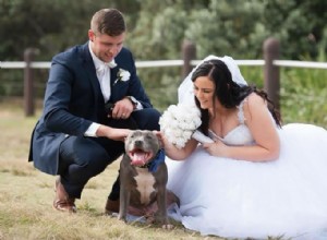 あなたの結婚式にあなたの犬を巻き込む方法 