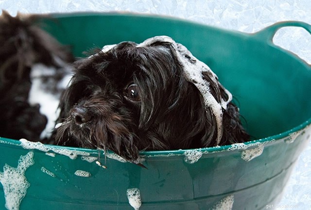 kan du använda mänskligt schampo på hundar