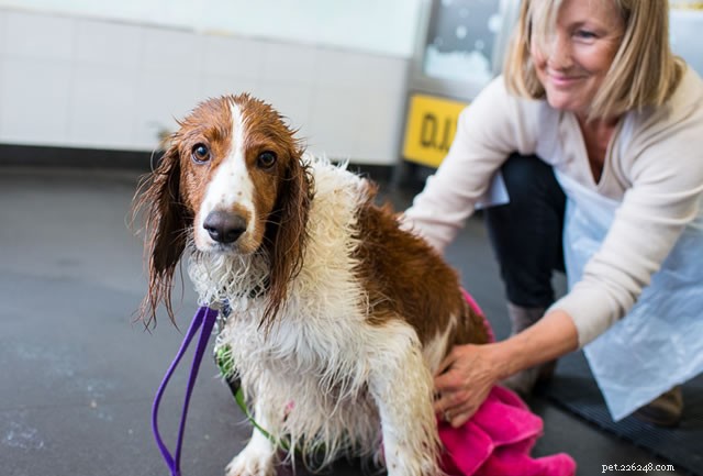 kan du använda mänskligt schampo på hundar