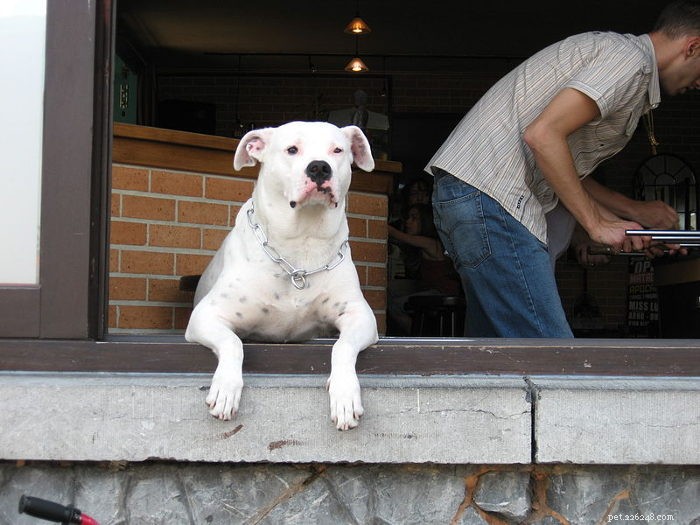 hondvriendelijke cafés in Australische hoofdsteden