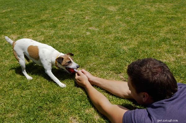 犬にフェッチするように教える方法 