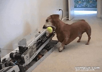 как научить собаку приносить мяч