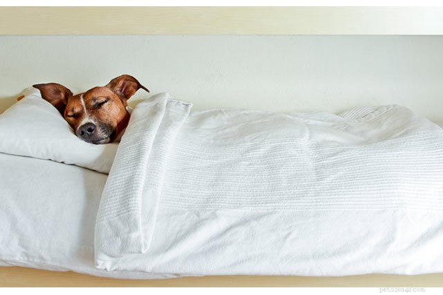 犬はどのくらい寝ますか 