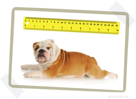どのサイズの犬用ベッド-ステップバイステップガイド 