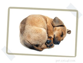 какой размер кровати для собаки - пошаговое руководство