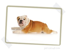 どのサイズの犬用ベッド-ステップバイステップガイド 