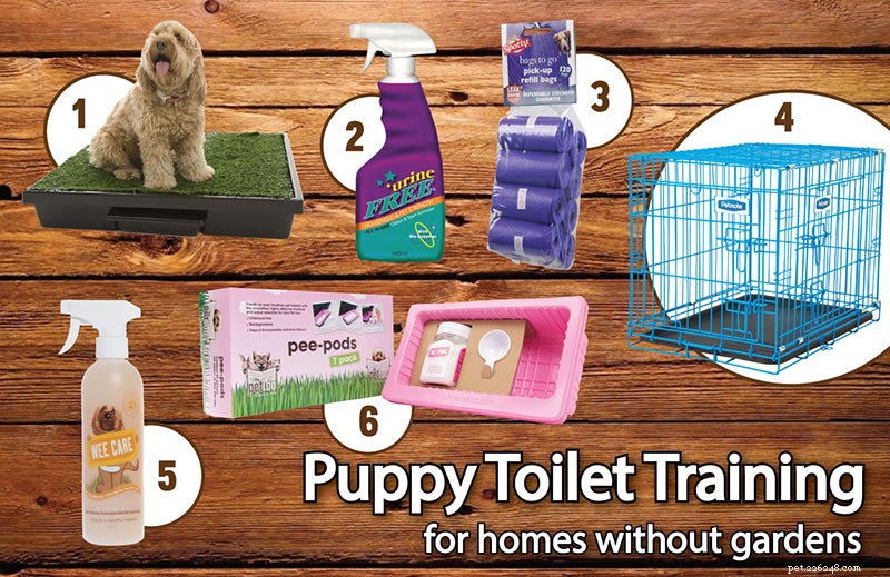 あなたの子犬をトイレトレーニングする方法に関する完全なガイド 
