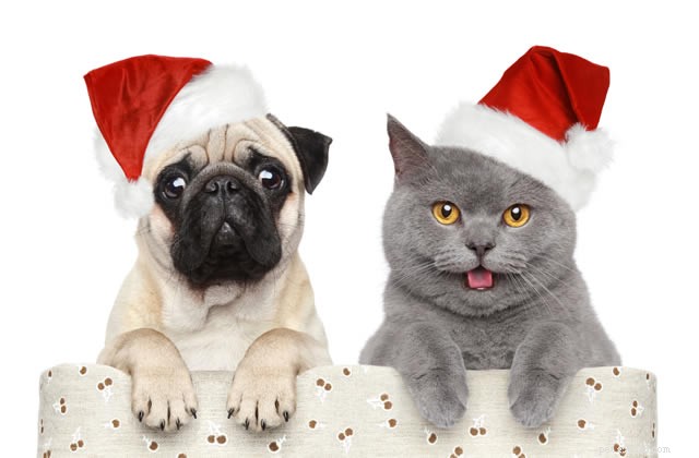 hur man får en trygg och god jul med husdjur