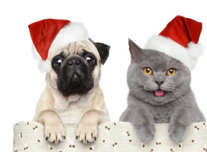 как безопасно и весело провести Рождество с домашними животными