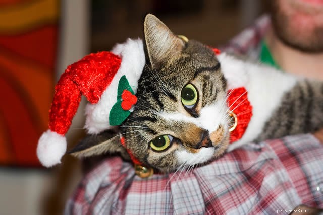 hoe je een veilig en vrolijk kerstfeest kunt hebben met huisdieren