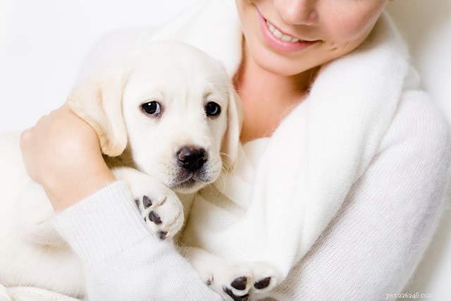 10 tips för att lämna din hund hos en djurvakt