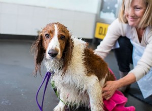 depilação de cães faça você mesmo ou profissional